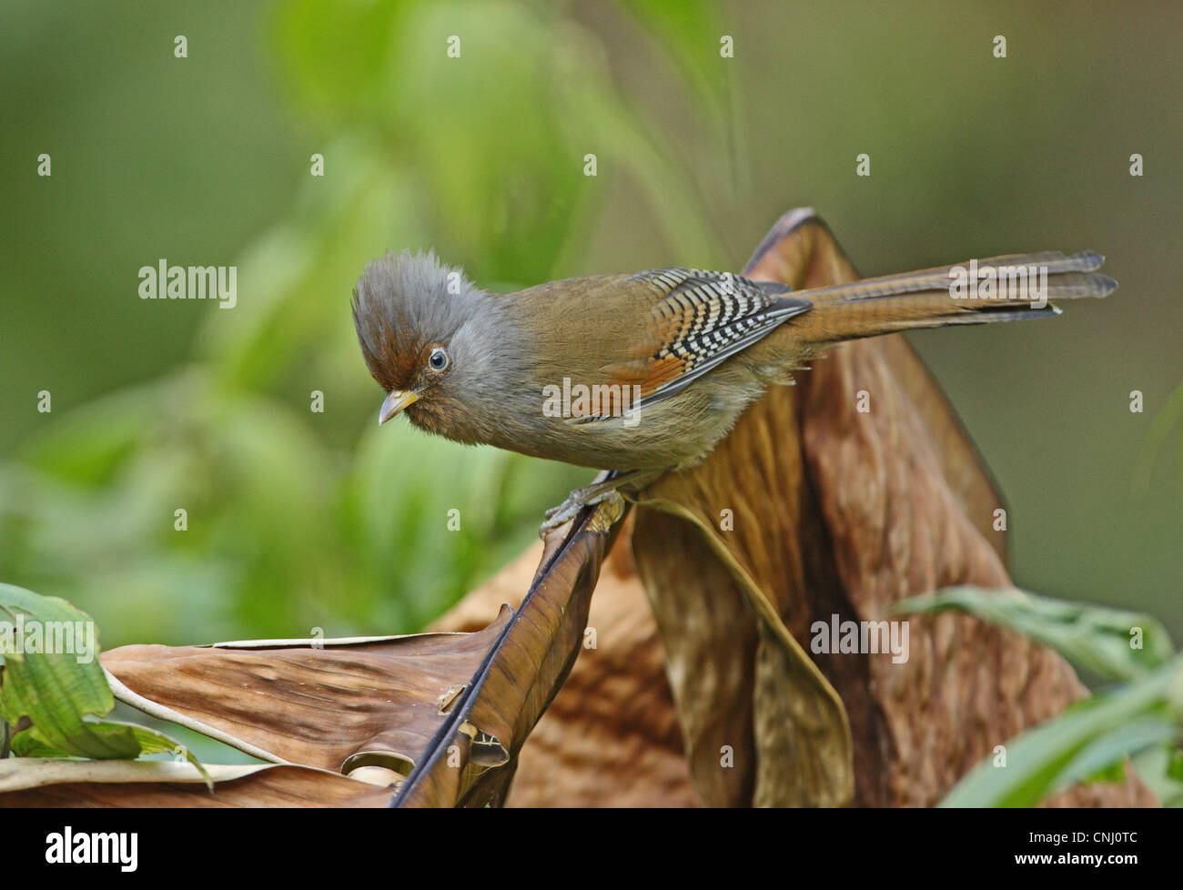 Rusty-fronteggiata Barwing (Actinodura egertoni egertoni) adulto, appollaiato sulla foglia morta, Arunachal Pradesh, India, febbraio Foto Stock