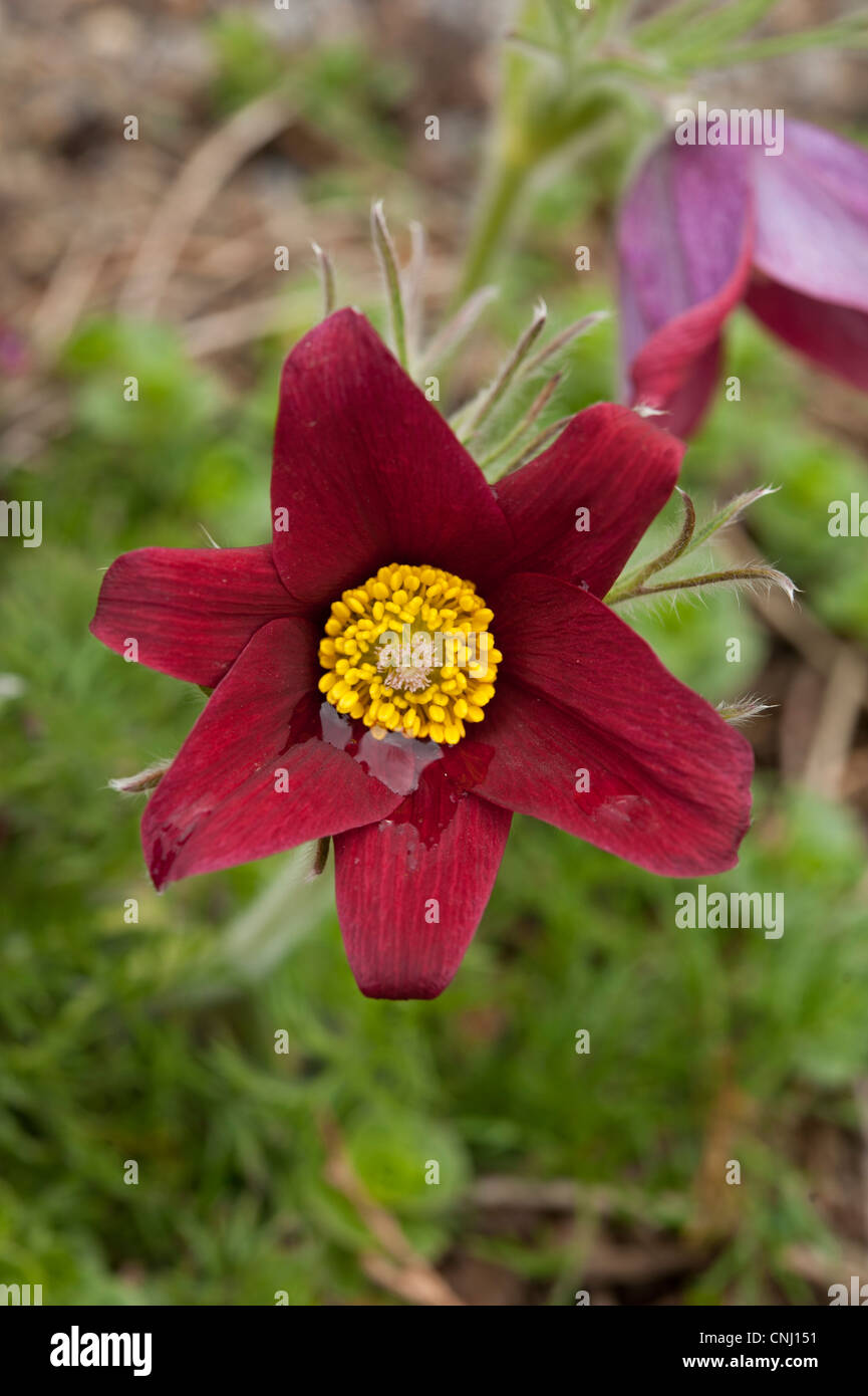 "Pasque Flower, Pulsatilla vulgaris ssp. rubra cresce su chalk prateria, Hertfordshire, Regno Unito Foto Stock