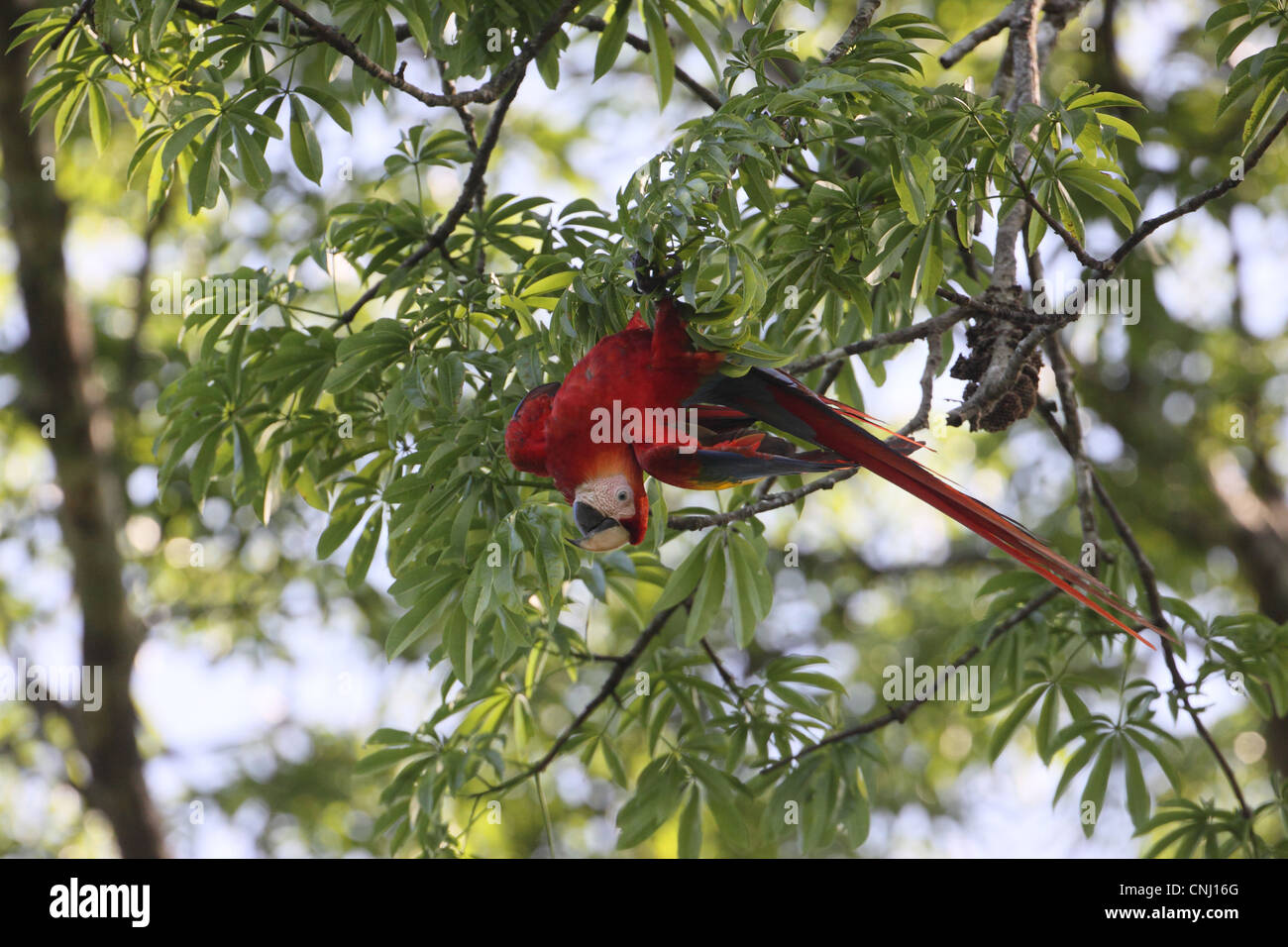 Scarlet Macaw (Ara macao) adulto, appeso a testa in giù nella struttura ad albero, Costa Rica, febbraio Foto Stock