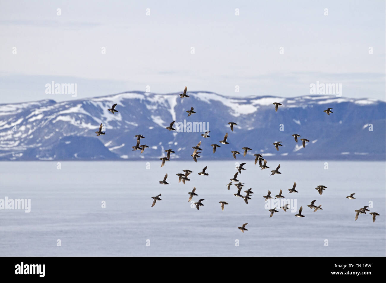 Little Auk (Alle alle) adulti, estate piumaggio, gregge in volo sul fiordo habitat, Spitzbergen, Svalbard, luglio Foto Stock