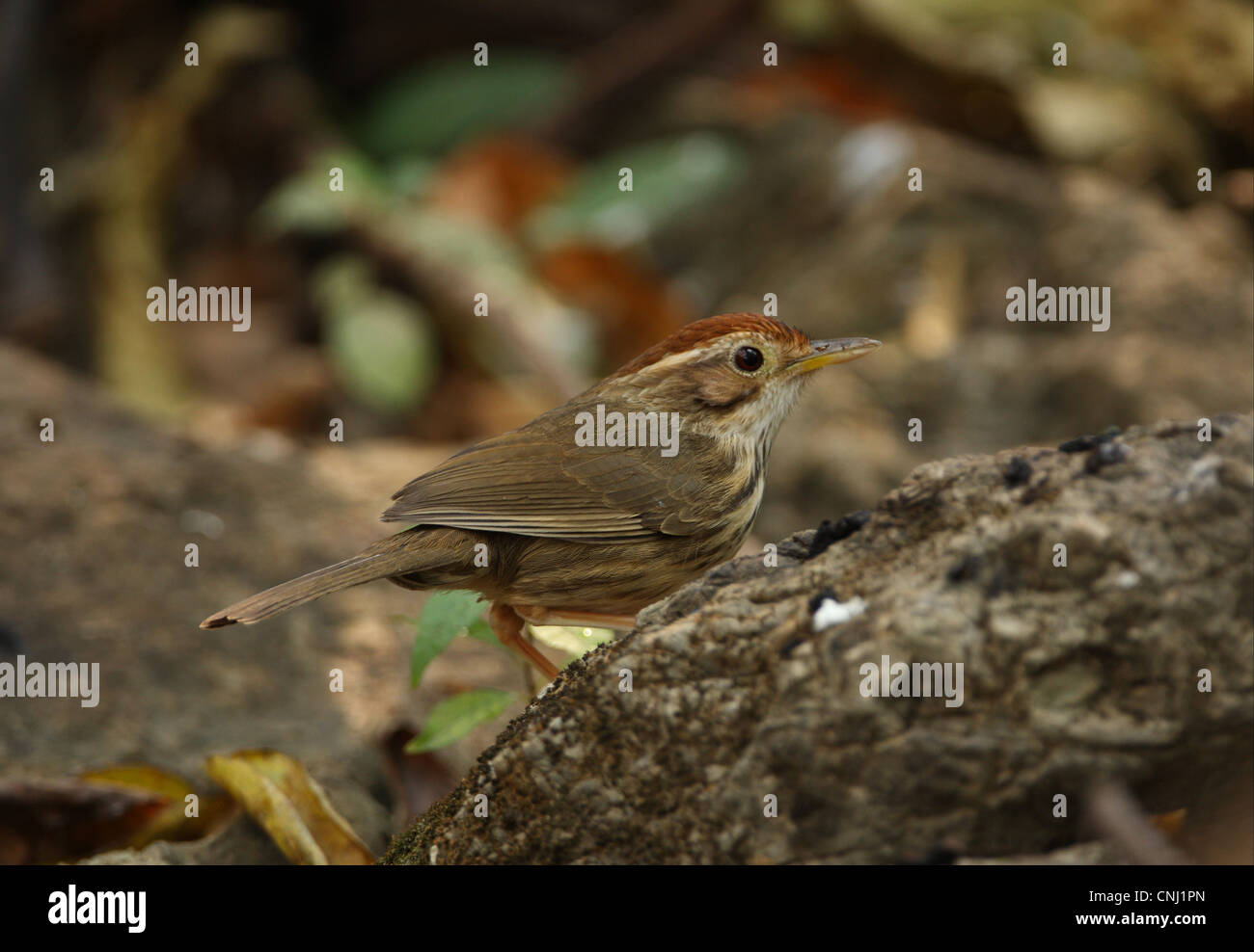 Puff-throated Babbler (Pellorneum ruficeps) adulto, appollaiato sul log, Kaeng Krachan N.P., Thailandia, febbraio Foto Stock
