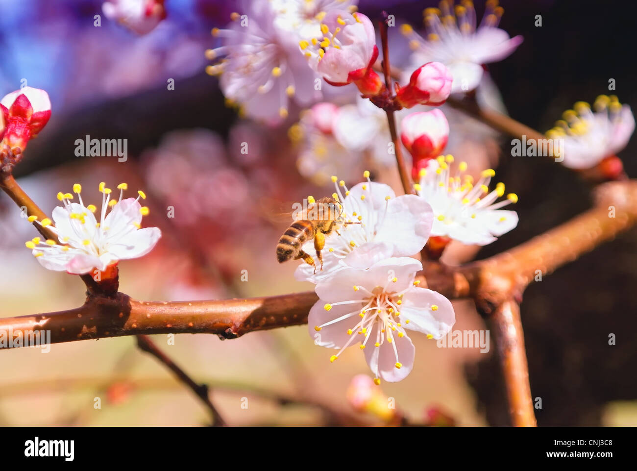 Struttura di fioritura di albicocca e Bee molla sfondo colorato Foto Stock