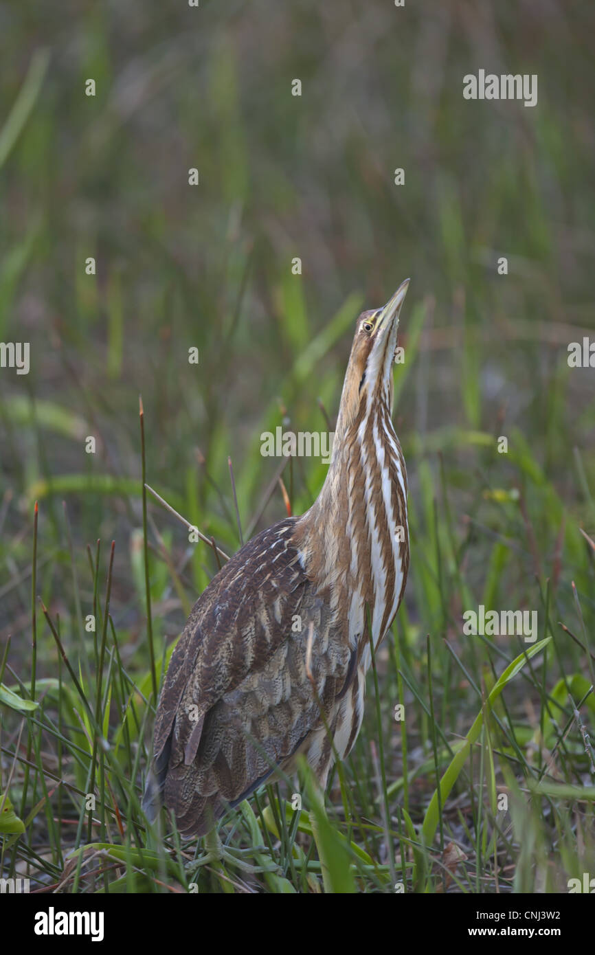 American Tarabuso (Botaurus lentiginosus) adulto, in piedi nella zona umida, Everglades N.P., Florida, U.S.A. Foto Stock