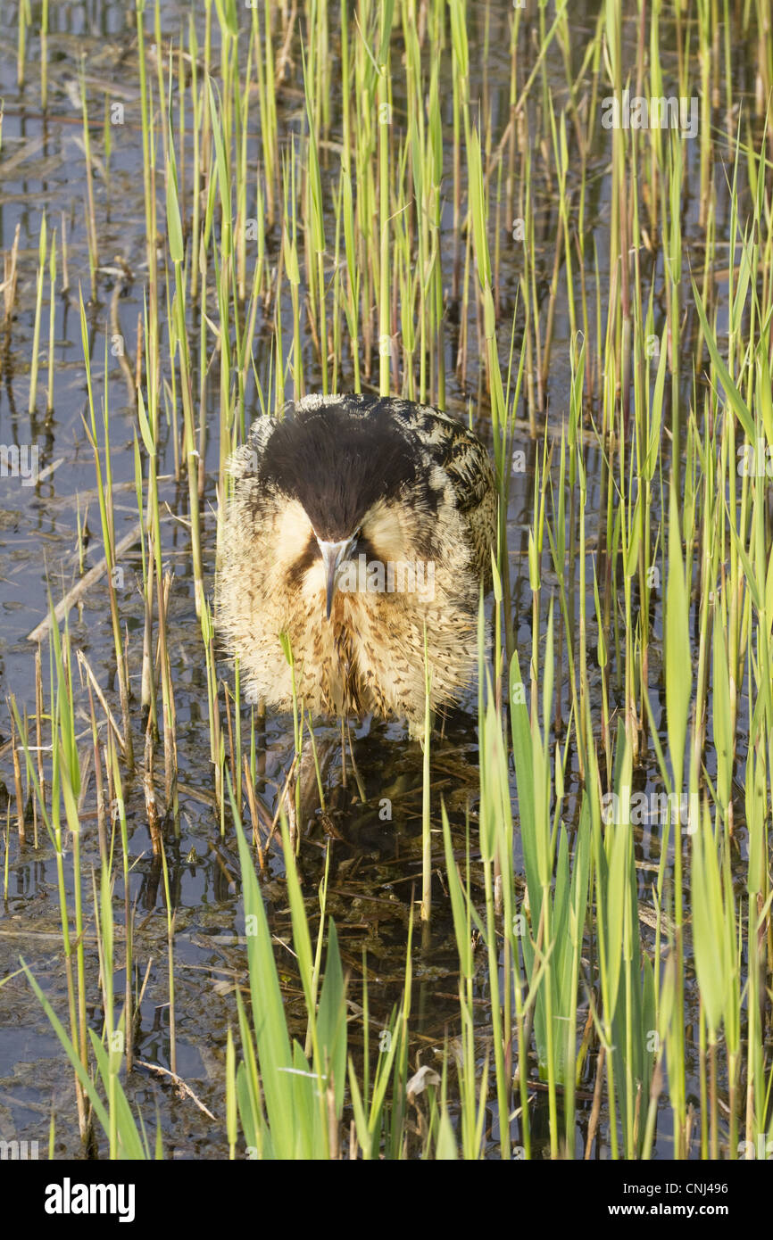 Grande Botaurus stellaris adulto, riuscito, in piedi in reedbed, Minsmere RSPB Riserva, Suffolk, Inghilterra, aprile Foto Stock