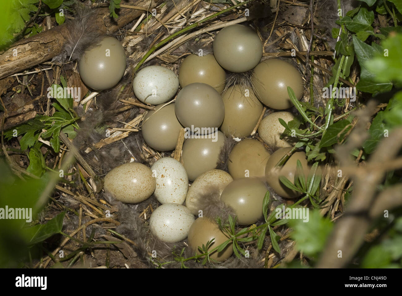 Fagiano comune Phasianus colchicus pernici rosse Alectoris rufa uova nel nido di fagiano Norfolk Inghilterra giugno Foto Stock