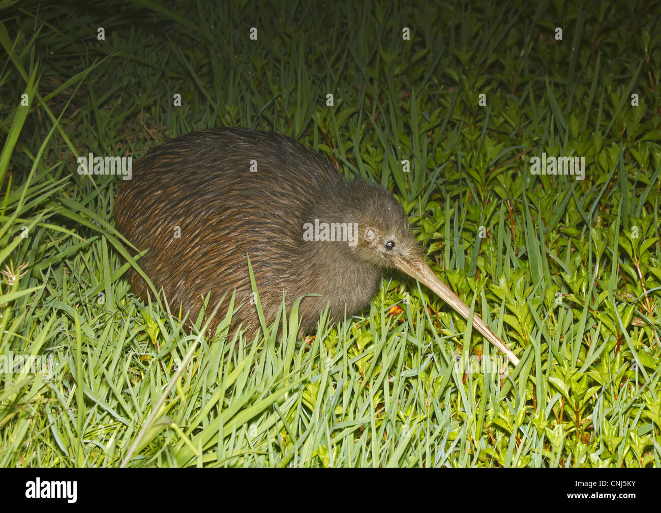 Isola del nord di Kiwi marrone (Apteryx mantelli) adulto, in piedi in erba di notte, Nuova Zelanda, novembre Foto Stock