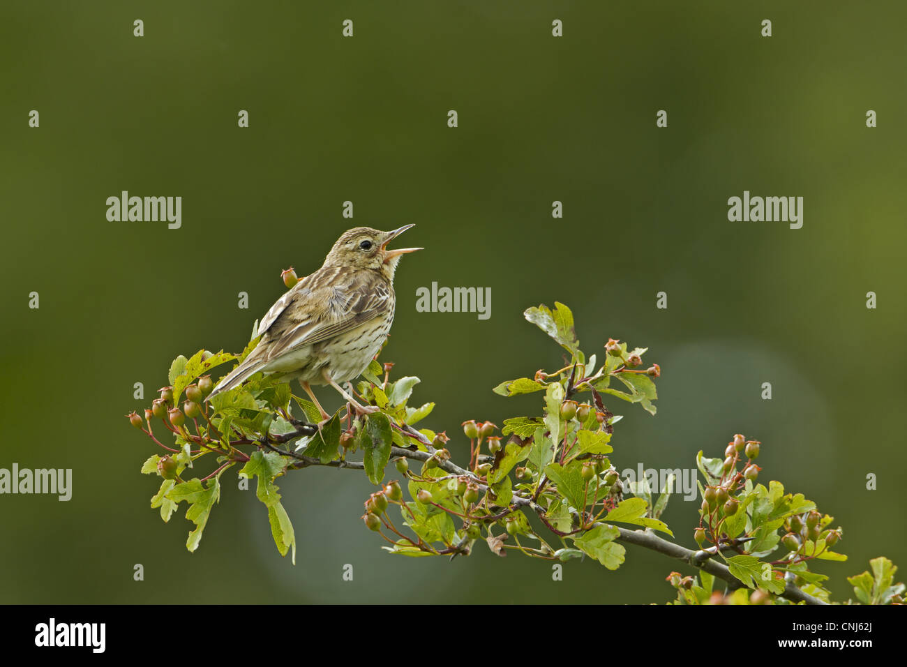 Tree Pipit (Anthus trivialis) adulto, cantando, appollaiato su biancospino, Cotswolds, Gloucestershire, Inghilterra, giugno Foto Stock