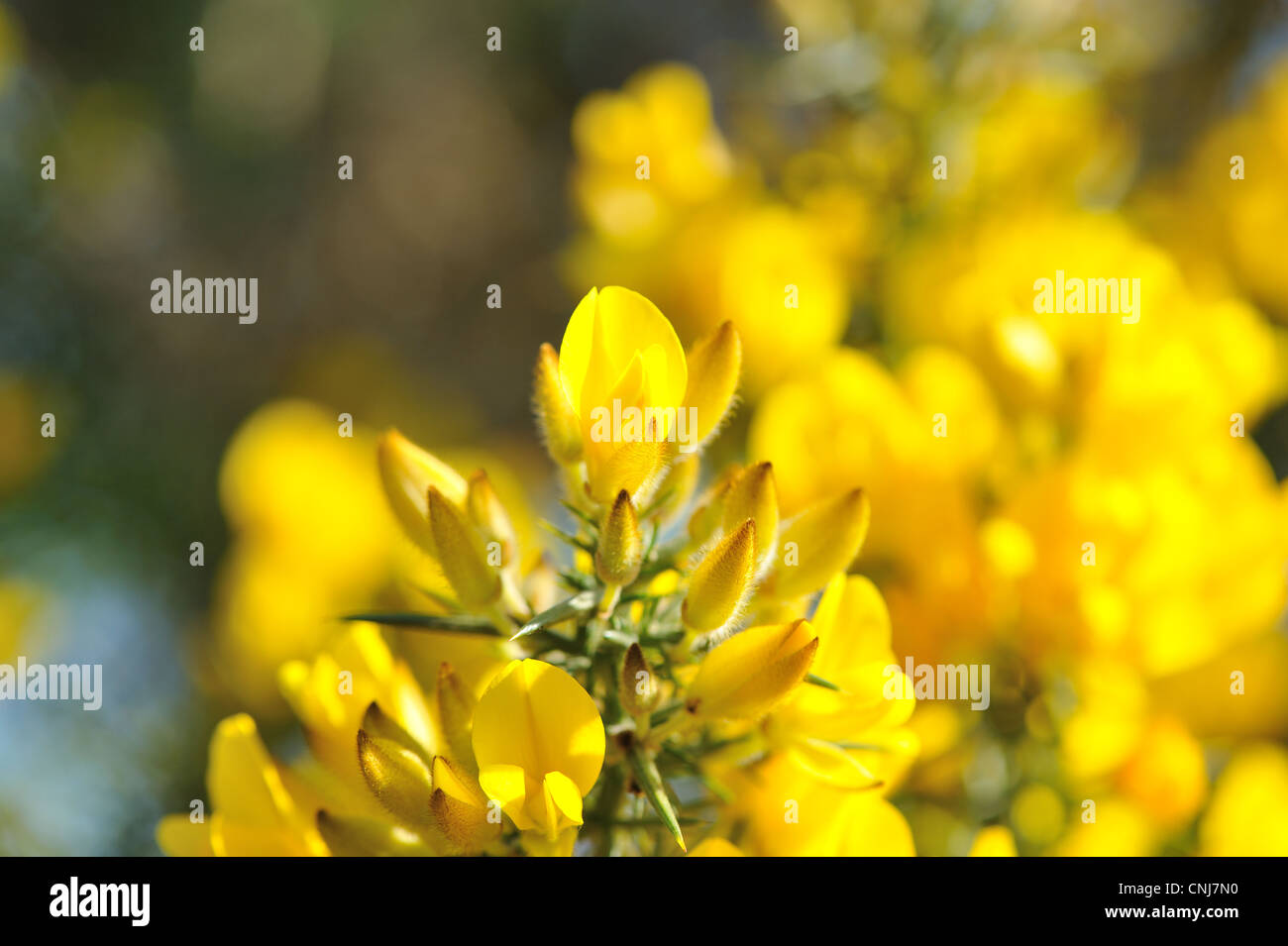 Ulex Europaeus, ginestre, comune ginestre. Fiori gialli Foto Stock