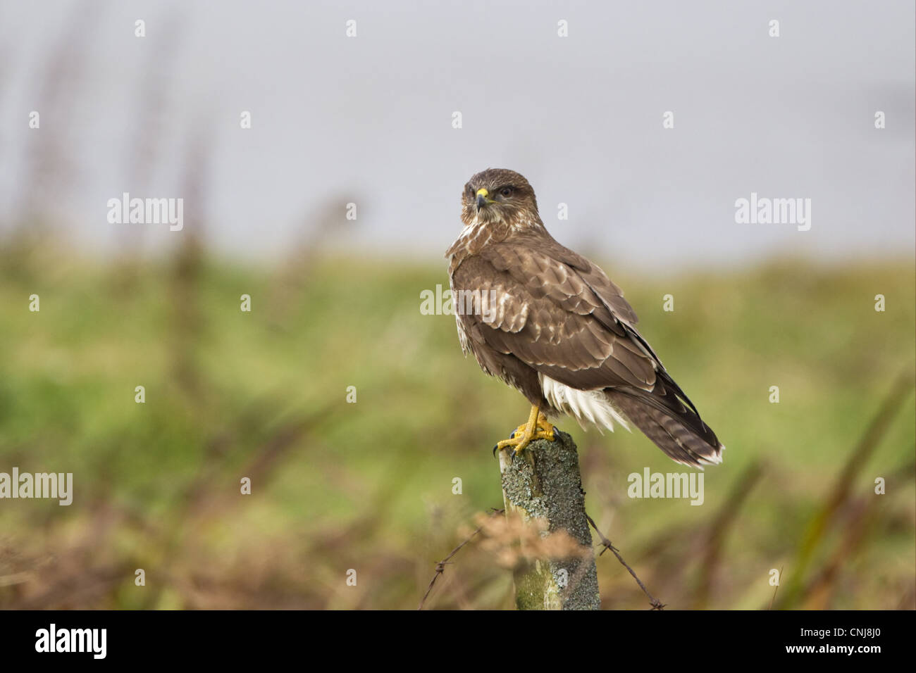 Comune Poiana (Buteo buteo) adulto, in piedi sul post, Islay, Ebridi Interne, Scozia, novembre Foto Stock