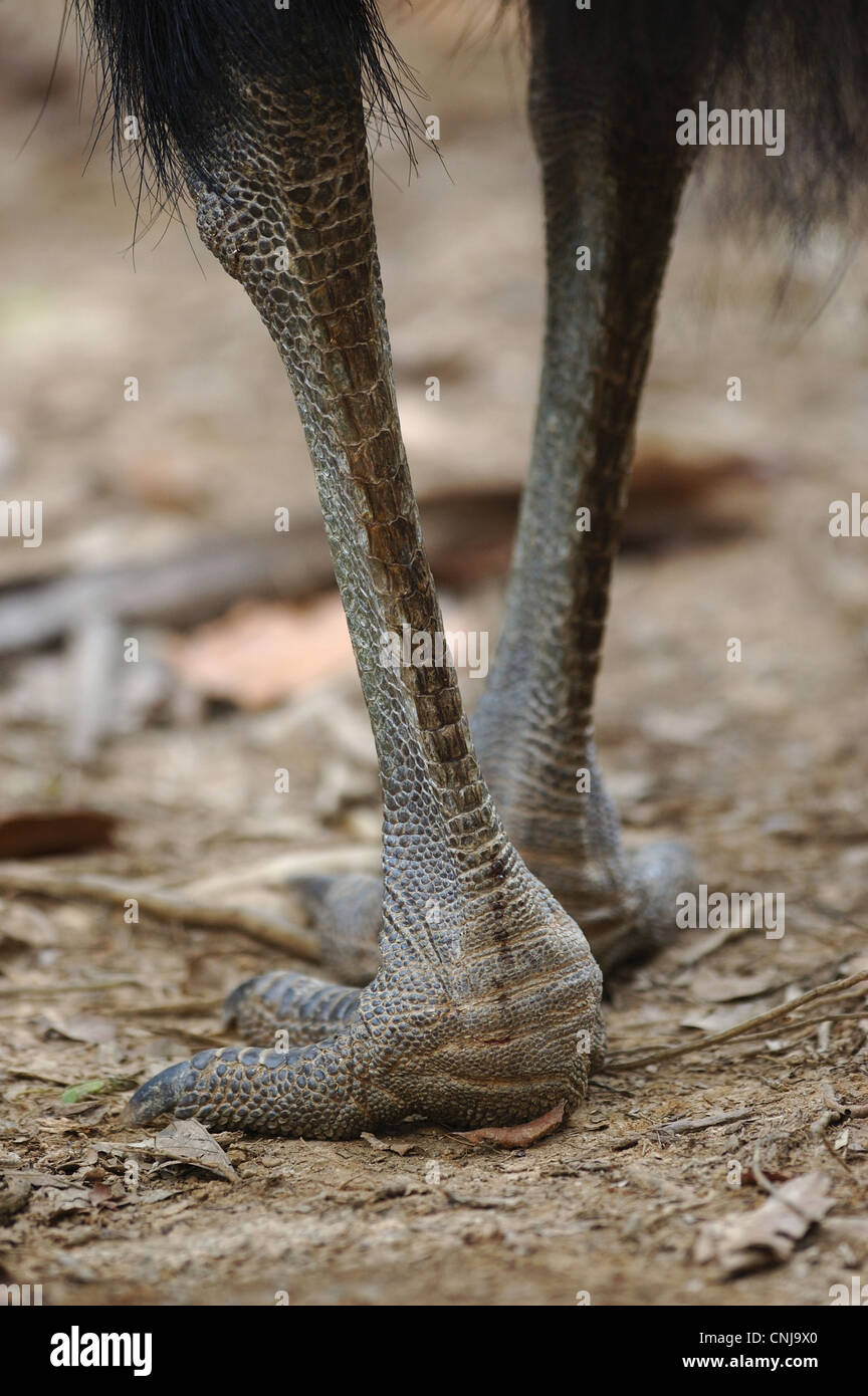 Southern Casuario casuarius Casuarius adulto close-up gambe piedi piedi ventilatore tropicale foresta di palme Tam o'shanter N.P Queensland Foto Stock