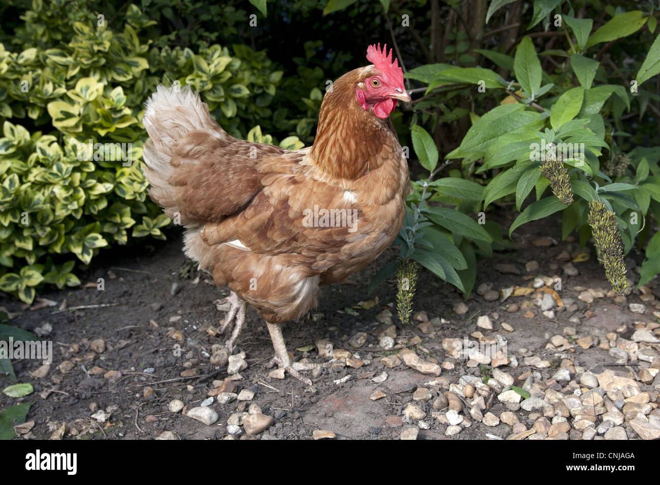 Pollo domestico, Goldline gallina ibrido, in piedi, free-range su smallholding, Inghilterra, settembre Foto Stock