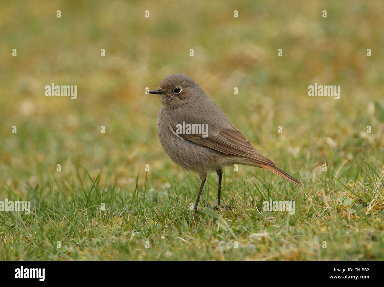 Codirosso spazzacamino Phoenicurus ochruros gibraltariensis femmina adulta in piedi su erba corta Sea Palling Norfolk Inghilterra marzo Foto Stock