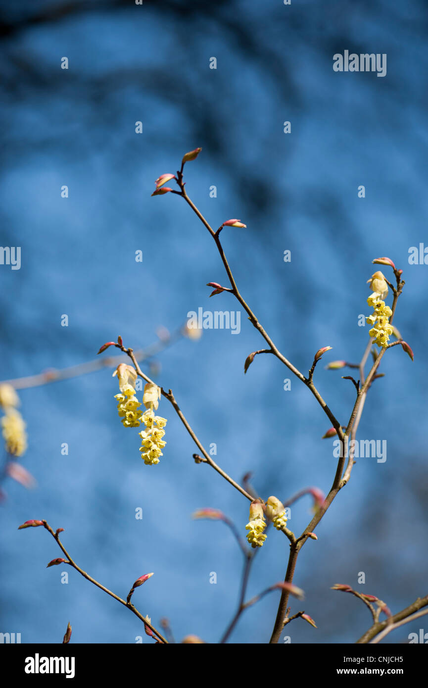 Corylopsis sinensis var sinensis AGM, Cinese inverno o Amamelide, molla viola in fiore Foto Stock