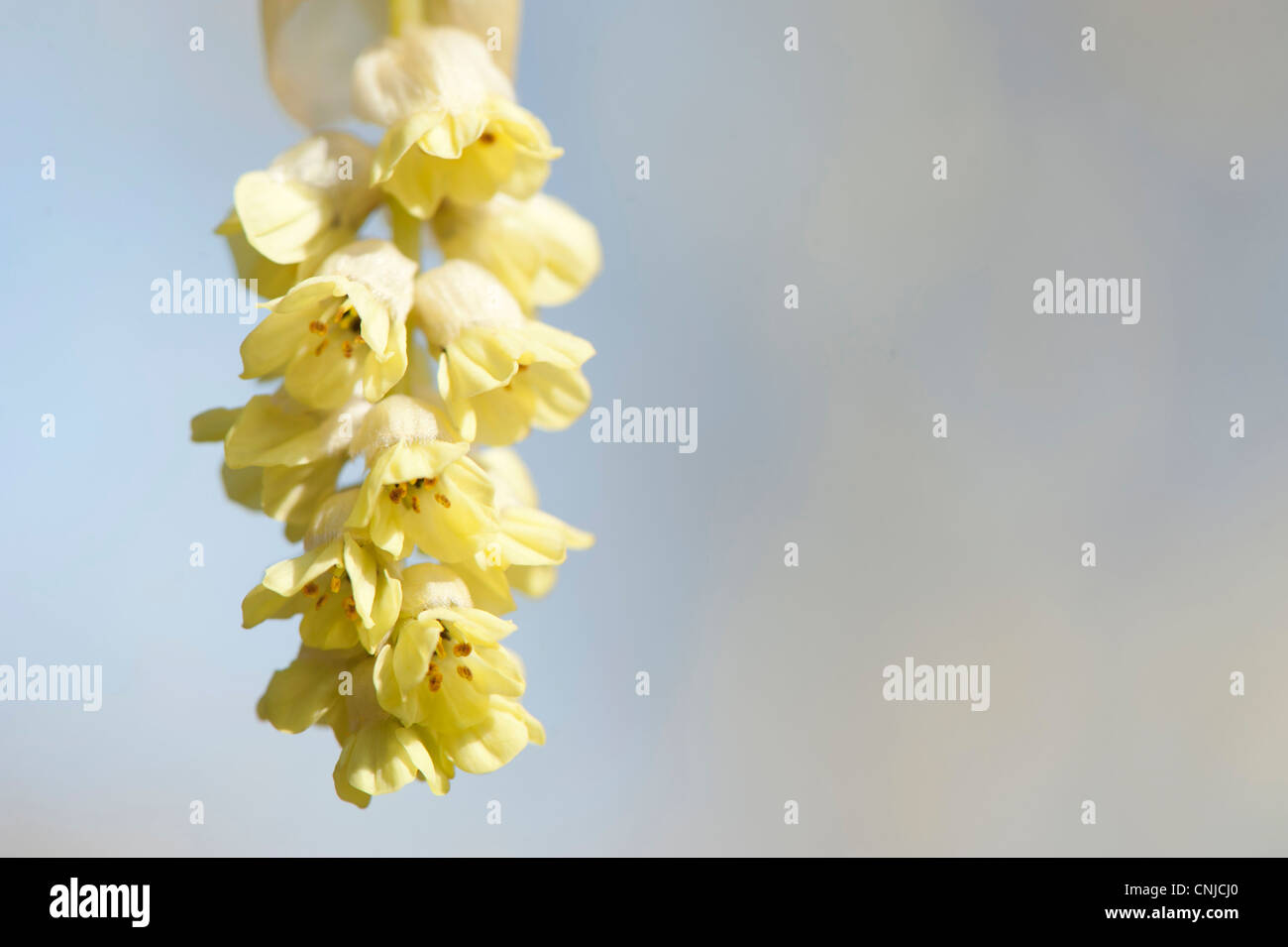 Corylopsis sinensis var sinensis AGM, Cinese inverno o Amamelide, molla viola in fiore Foto Stock