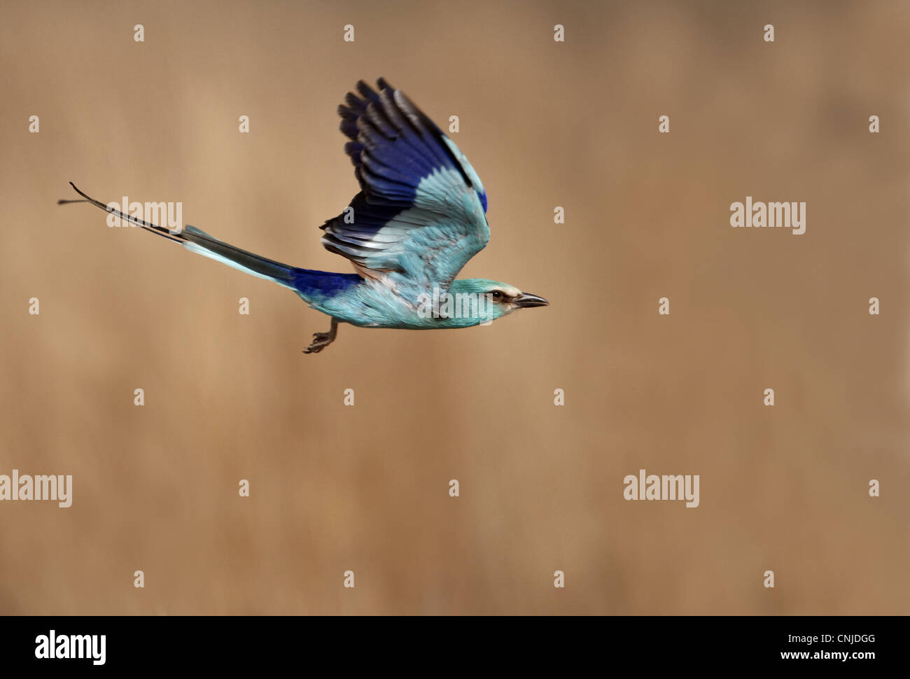 Rullo abissina (Coracias abyssinica) adulto, in volo, Senegal, gennaio Foto Stock