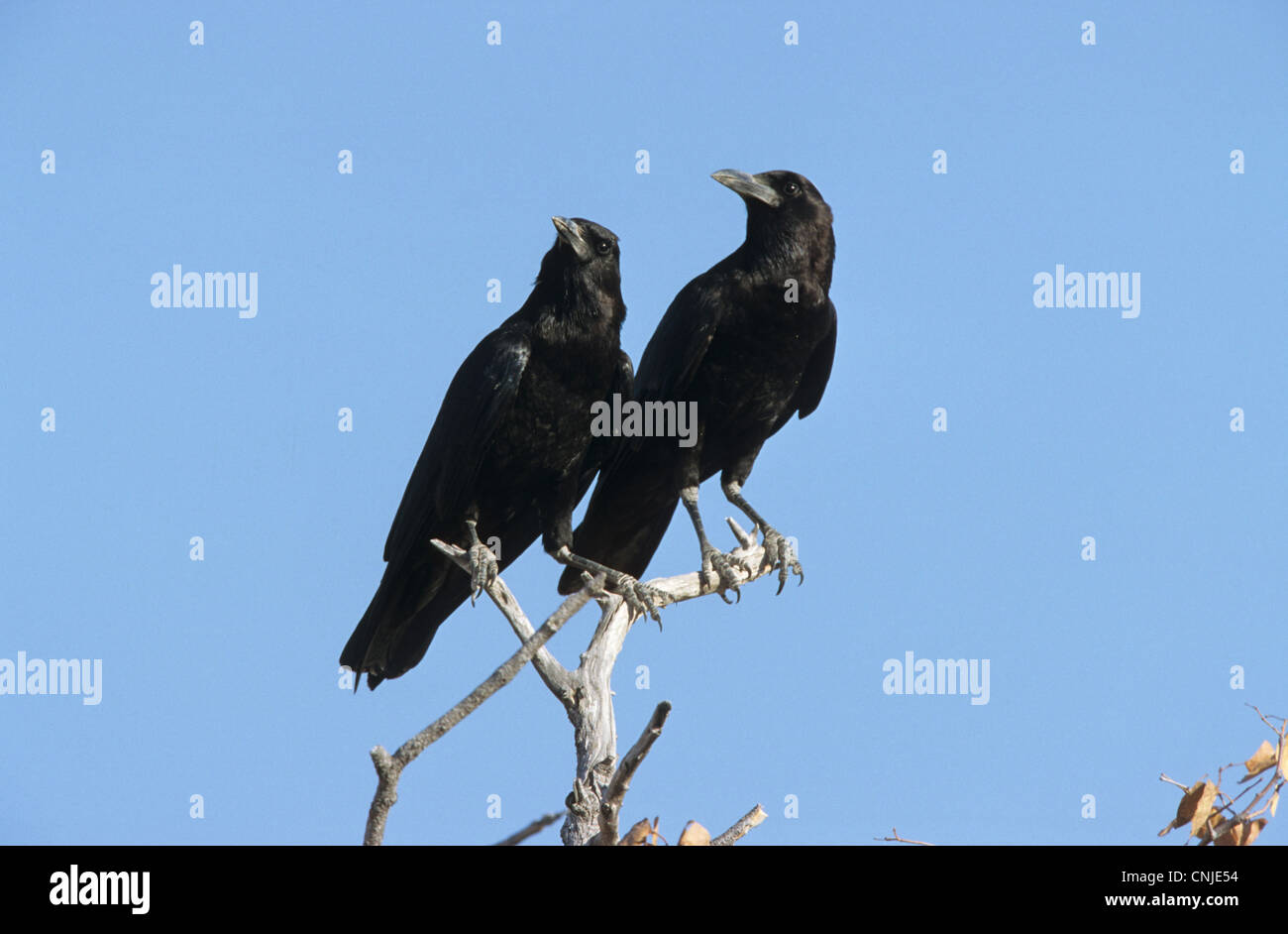 Cape Rook (Corvus capensis) Coppia adulta, appollaiato su rami, Namibia Foto Stock