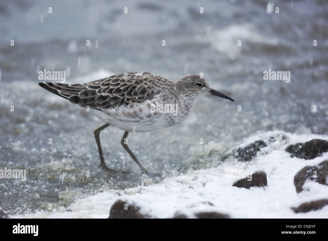 Ruff (Philomachus pugnax) immatura e in piedi sul ghiaccio durante la nevicata, Martin Mere, Lancashire, Inghilterra, dicembre Foto Stock