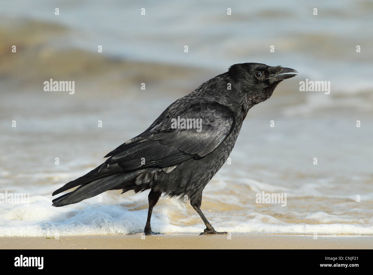 Carrion Crow (Corvus corone) adulto, chiamando, rovistando su foreshore, Studland Bay, Dorset, Inghilterra, marzo Foto Stock Carrion Crow (Corvus corone) adulto, chiamando, rovistando su foreshore, Studland Bay, Dorset, Inghilterra, marzo Foto Stock
