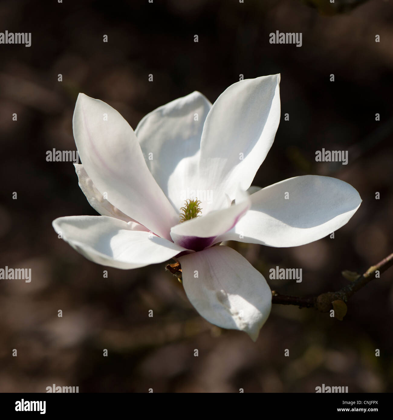 X Magnolia soulangeana in fiore Foto Stock