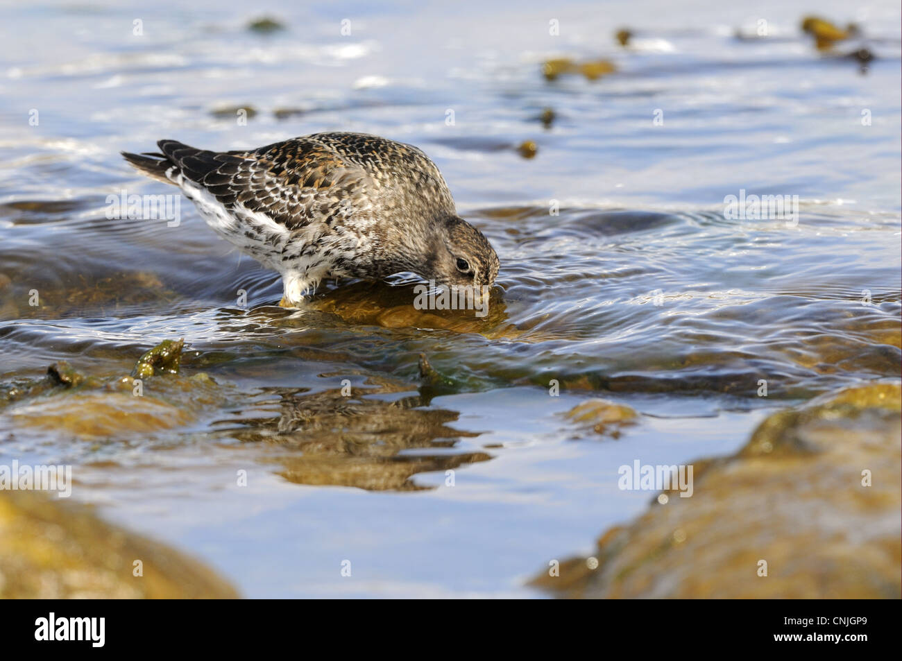 Purple Sandpiper Calidris maritima riproduttori adulti piumaggio rovistando mare poco profondo e becco d'acqua immersi probing Varanger alimentare Foto Stock