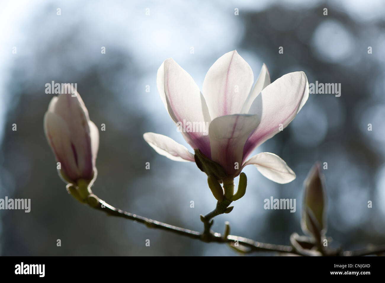 X Magnolia soulangeana in fiore Foto Stock