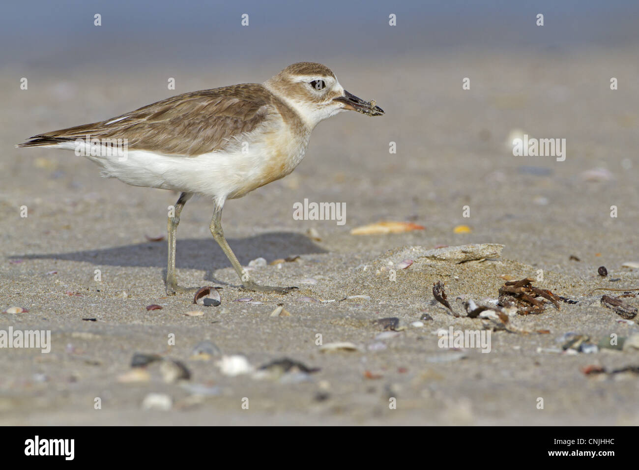 Nuova Zelanda Beccaccia (Charadrius obscurus) adulto, allevamento del piumaggio, rovistando sulla spiaggia, Nuova Zelanda, novembre Foto Stock