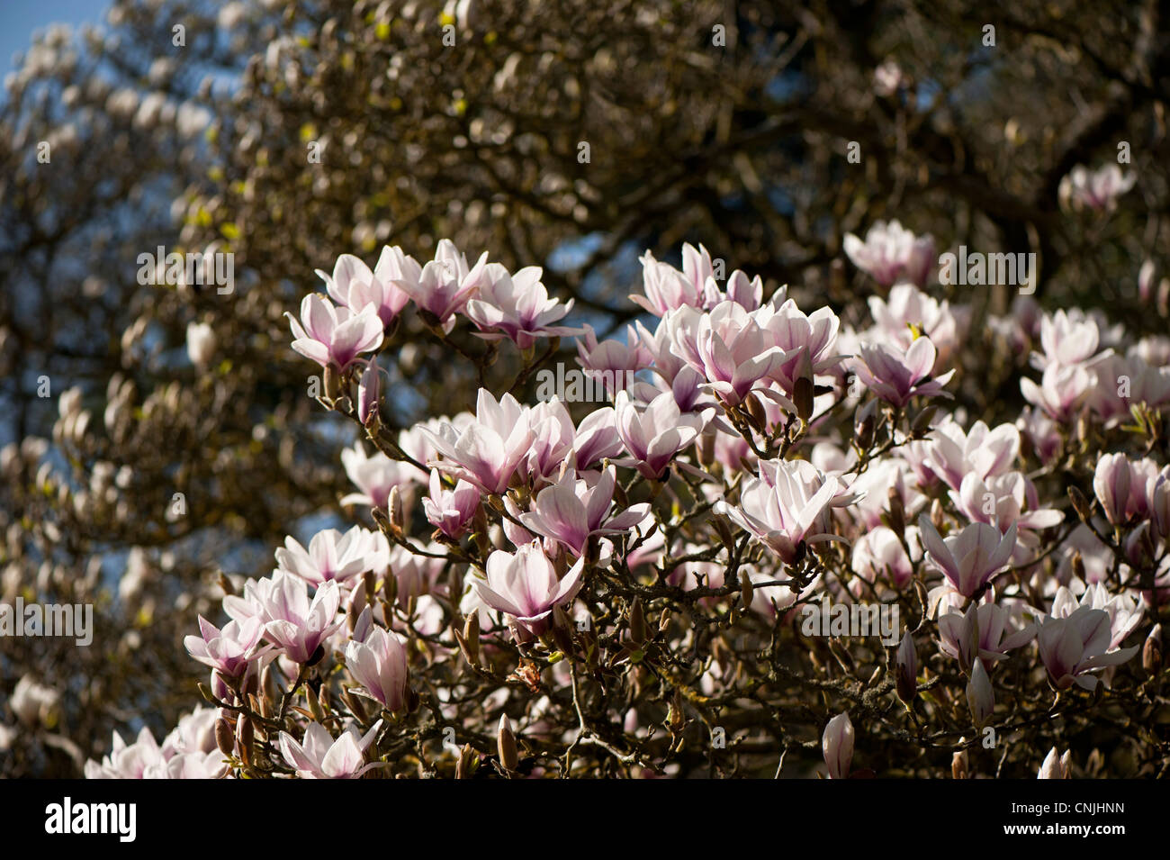 X Magnolia soulangeana 'Alexandrina', piattino Magnolia 'Alexandrina' in fiore Foto Stock