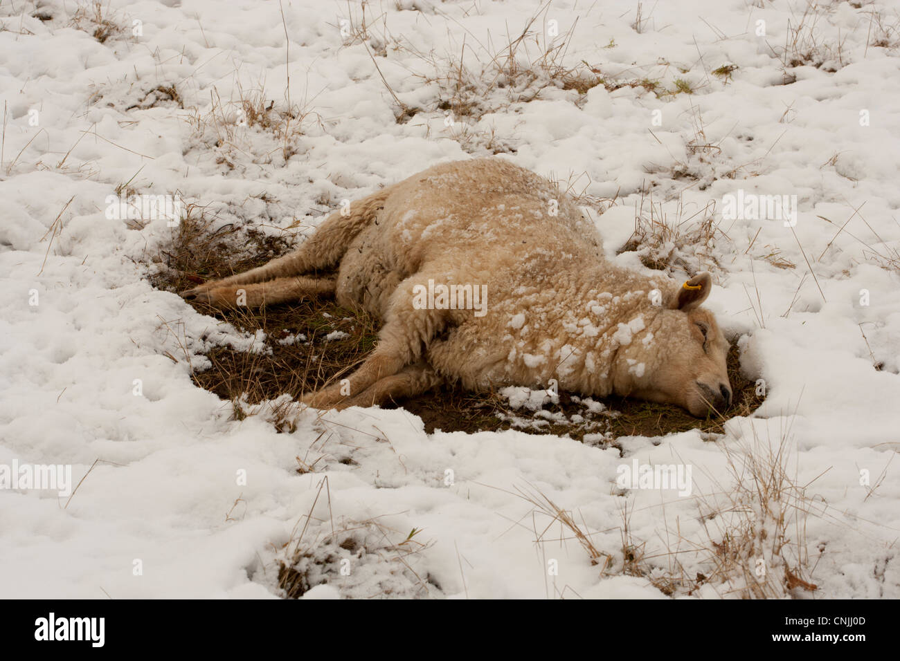 Pecora morta nella neve Foto Stock