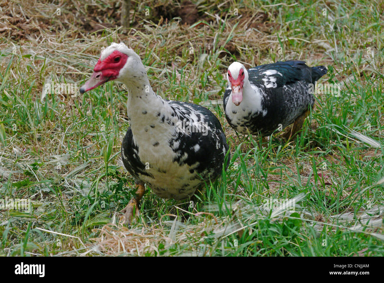 Anatra domestica anatra muta Cairina moschata adulto maschio femmina Baracina a piedi distretto di Portalegre Alentejo Portogallo Aprile Foto Stock