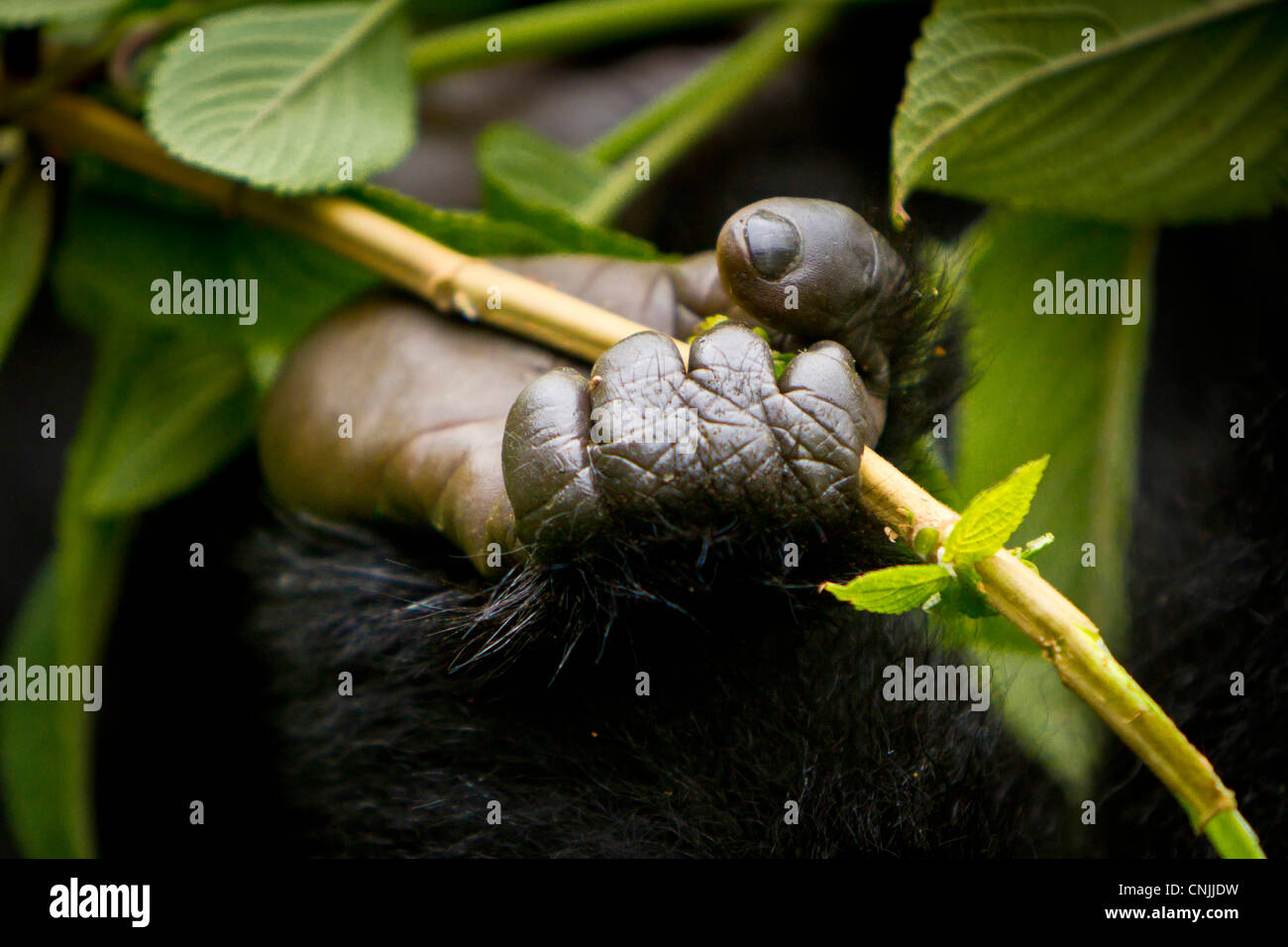 Africa, Ruanda, primo piano del piede di un bambino di gorilla di montagna del Gruppo Umubano a vulcani NP nel Virungas. Foto Stock