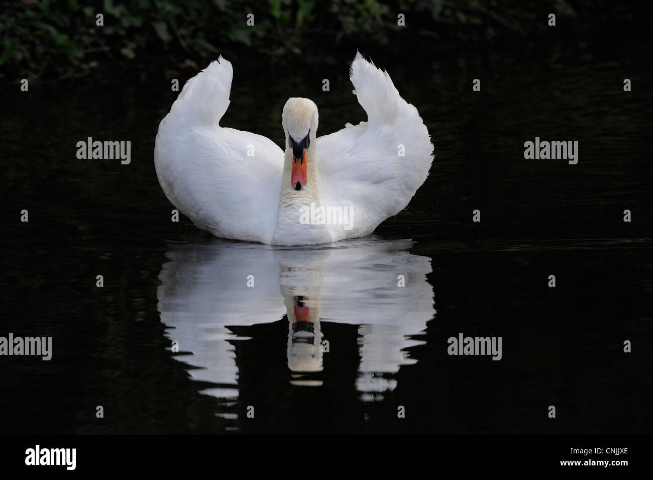 Adulto cigno nuoto su uno stagno con la sua riflessione chiaramente visualizzato. Foto Stock