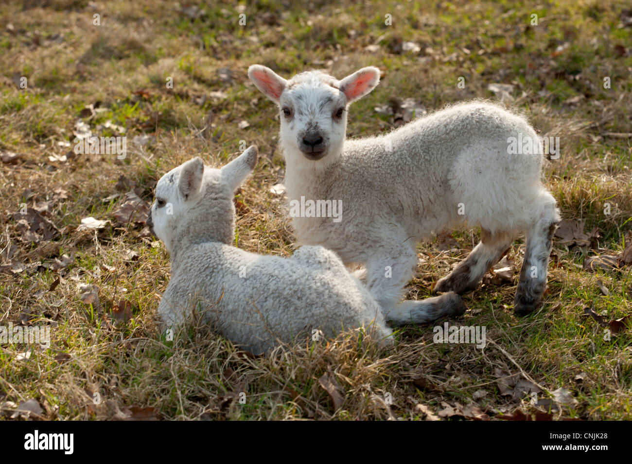 Molla di giovani agnelli, una settimana di età, in un campo del Sussex, Inghilterra Foto Stock