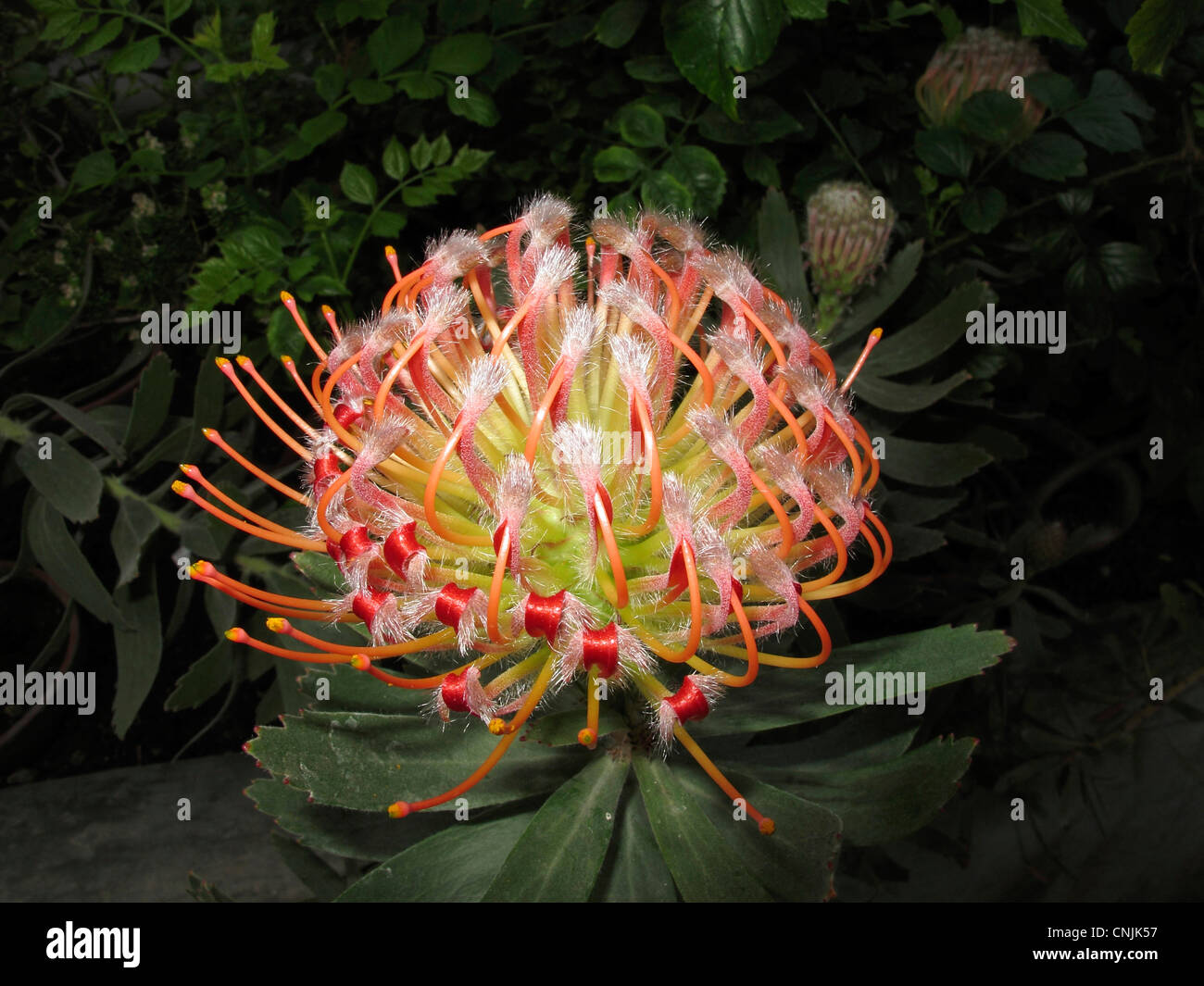 Sud Africa Protea flower Puntaspilli Leucospermum Cordifolium in botanico Giardino botanico di Monaco di Baviera Germania Foto Stock