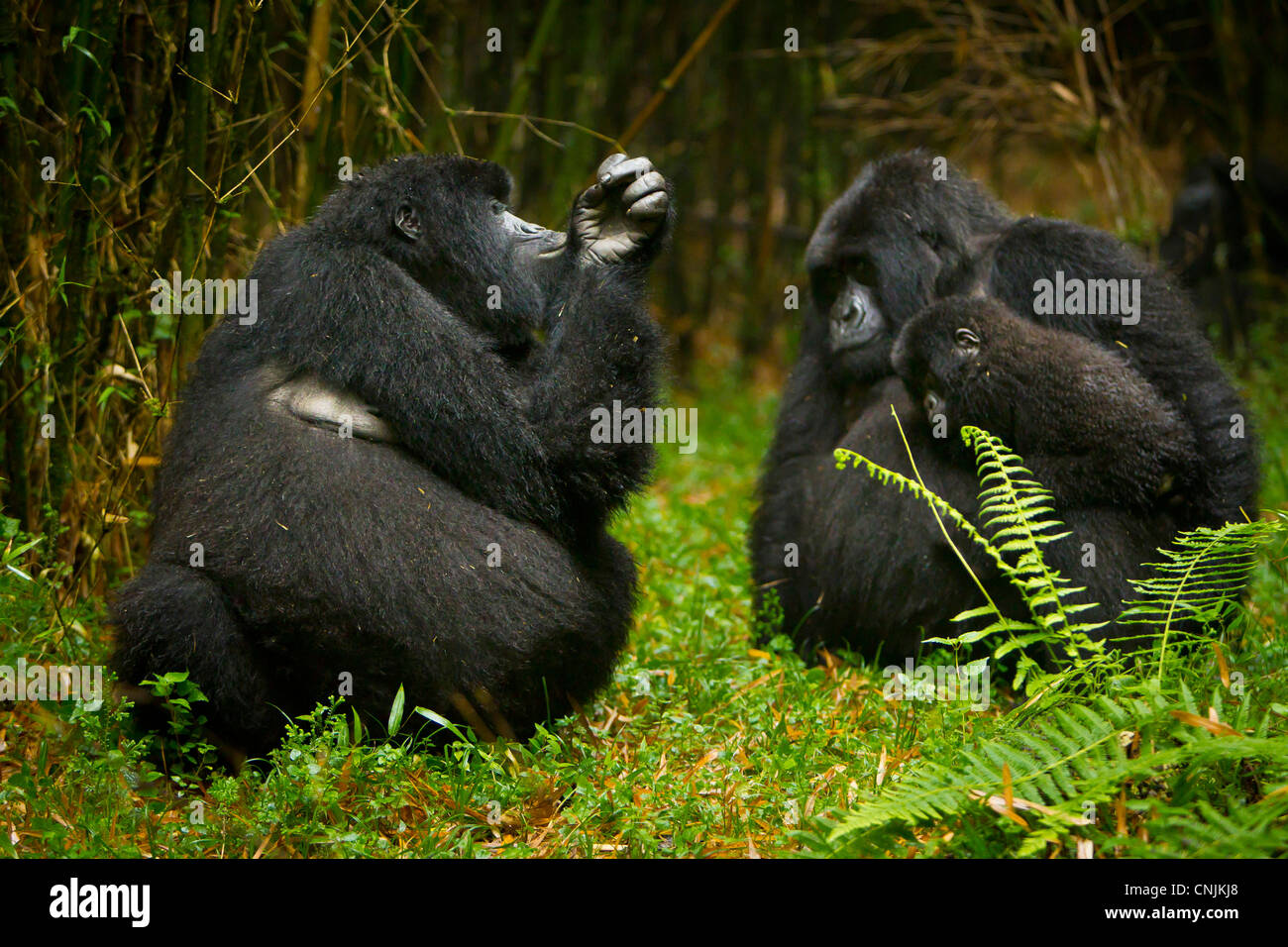 Africa, Ruanda, femmine e capretti i gorilla di montagna del Gruppo Agashiya a vulcani NP nel Virungas. Foto Stock