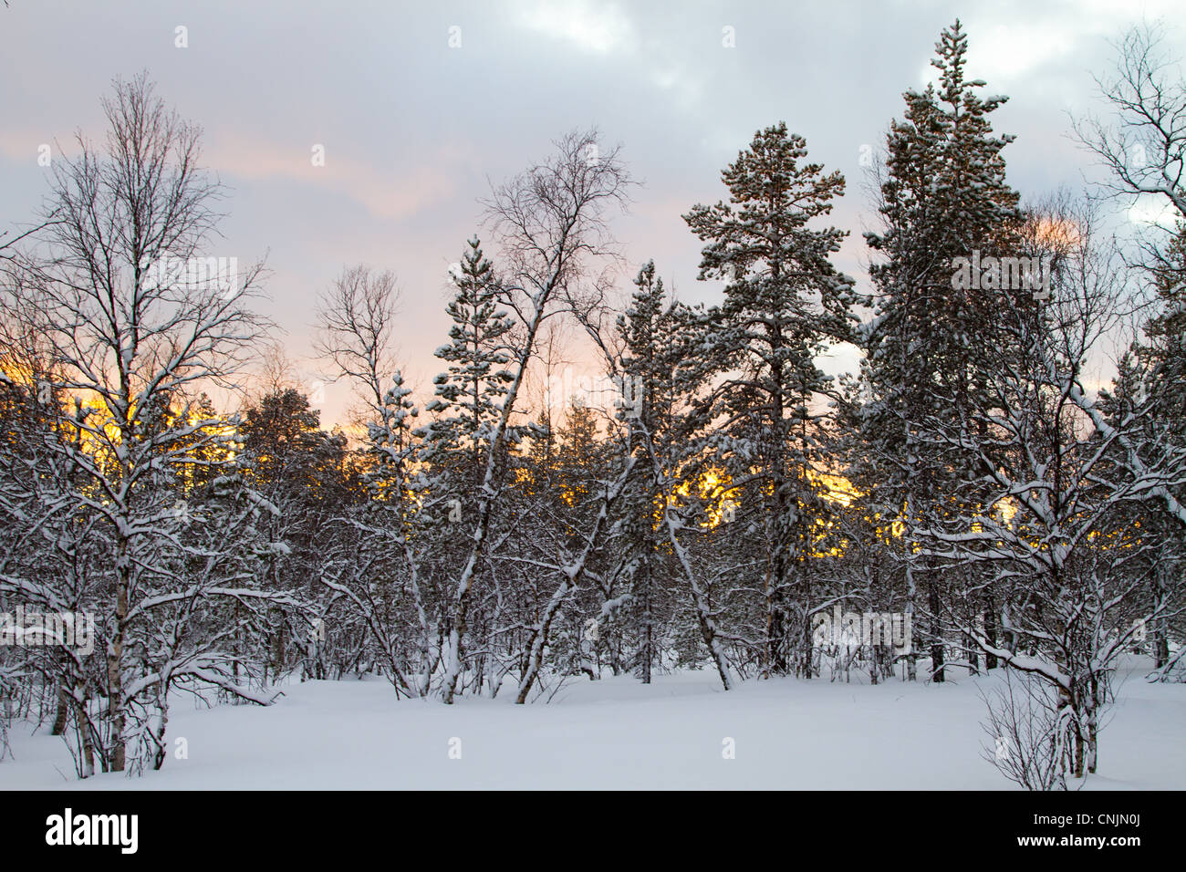 Tramonto attraverso la foresta in Lapponia, Finlandia settentrionale. Scena di natale Foto Stock