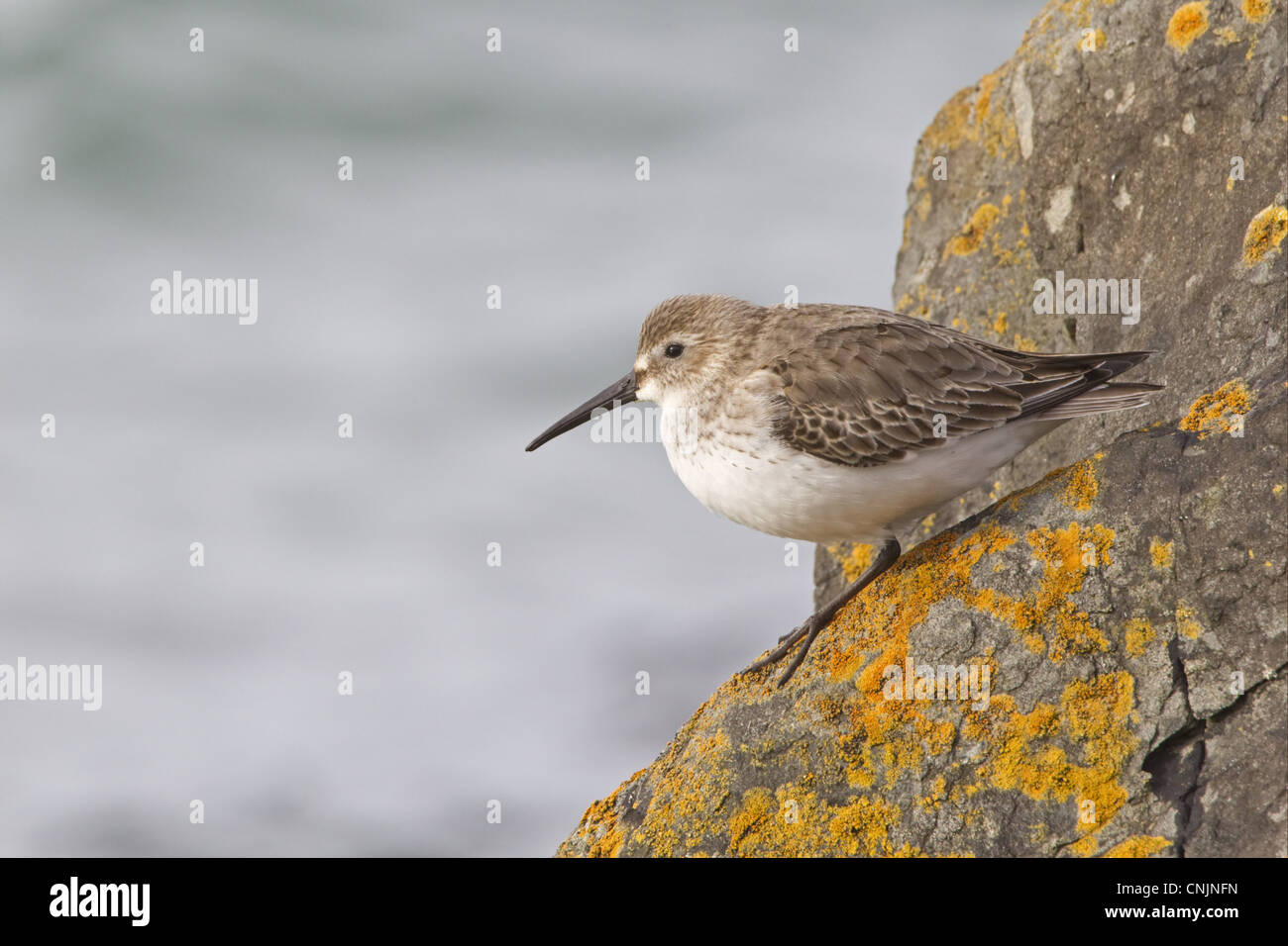 Dunlin Calidris alpina adulto piumaggio invernale in piedi su un lichene rocce coperte Bangor County Down Irlanda del Nord febbraio Foto Stock