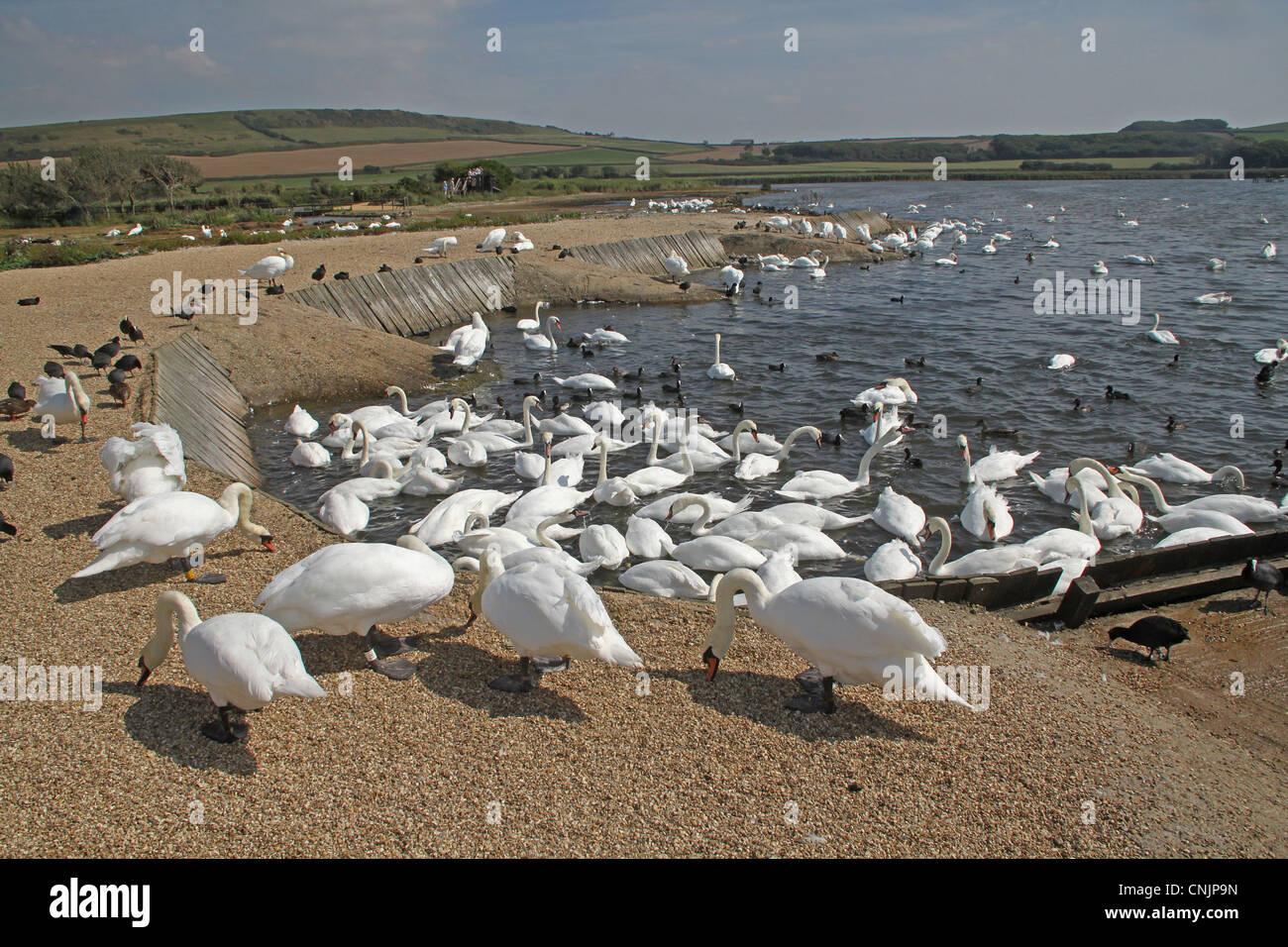 Cigno Cygnus olor adulti gregge alimentare a bordo laguna salmastra flotta di habitat Abbotsbury Swannery Dorset Inghilterra settembre Foto Stock Cigno Cygnus olor adulti gregge alimentare a bordo laguna salmastra flotta di habitat Abbotsbury Swannery Dorset Inghilterra settembre Foto Stock