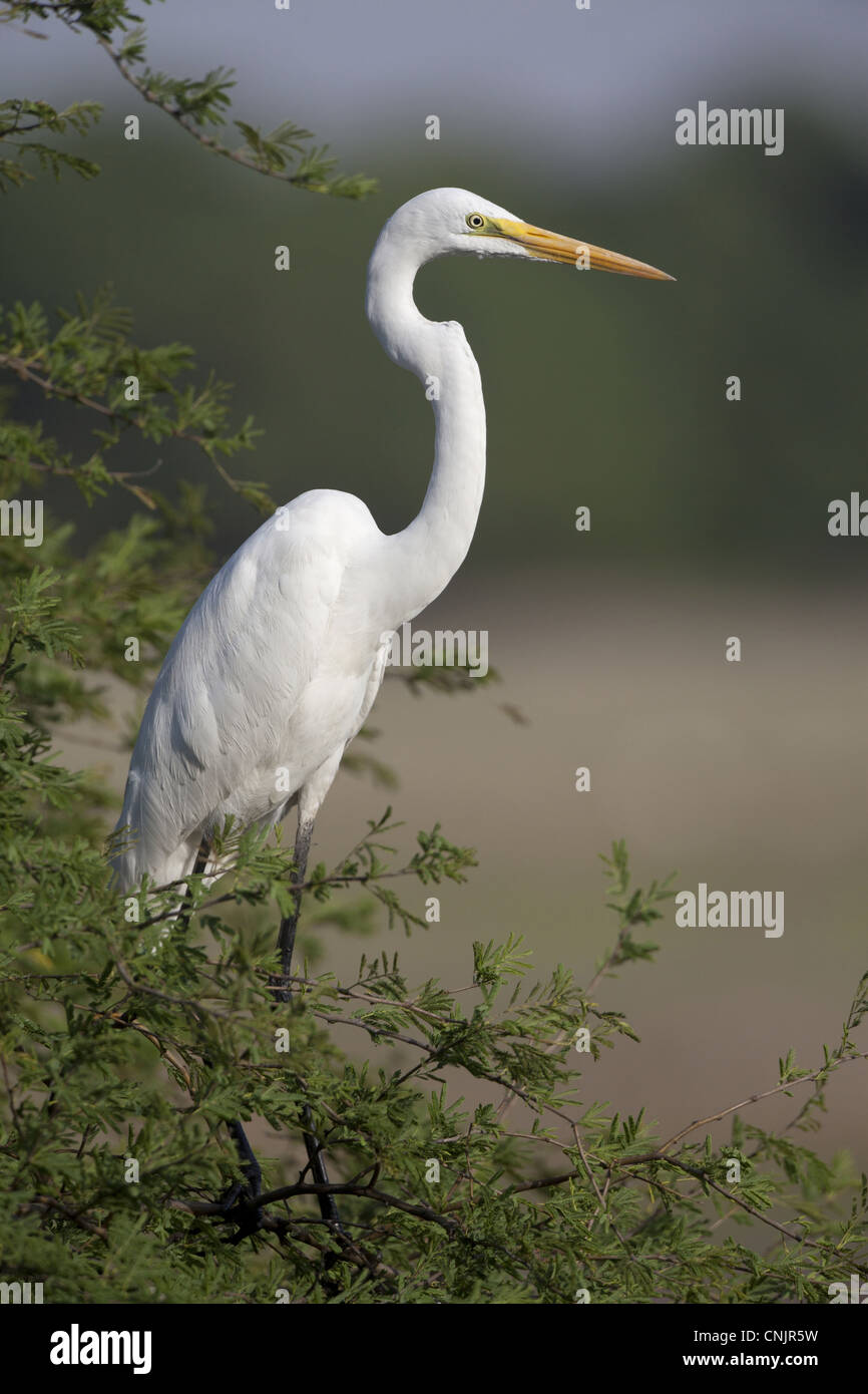 Airone bianco maggiore (Egretta alba) adulto, in piedi nella struttura ad albero, Keoladeo Ghana N.P. (Bharatpur), Rajasthan, India Foto Stock