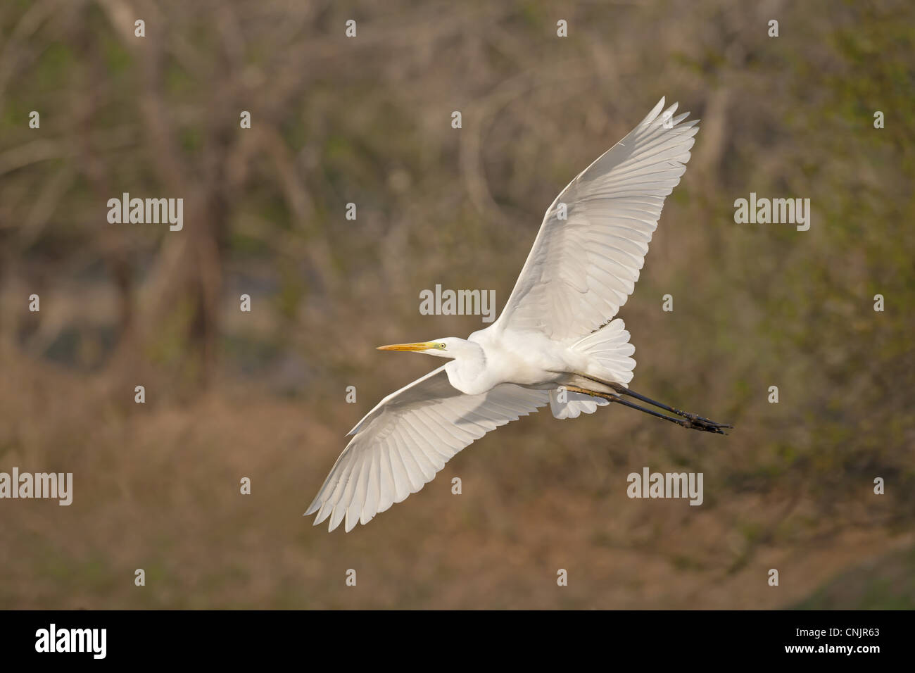 Airone bianco maggiore (Egretta alba) adulto, in volo, Keoladeo Ghana N.P. (Bharatpur), Rajasthan, India Foto Stock