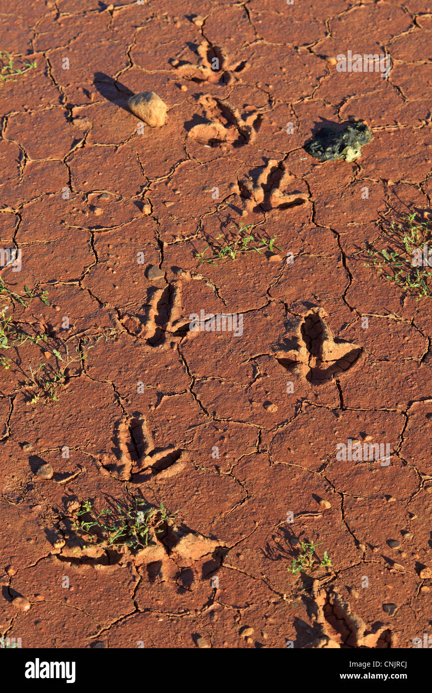 Emu (Dromaius novaehollandiae) tracce, le tracce nel fango di essiccazione, Sturt N.P., Nuovo Galles del Sud, Australia Foto Stock
