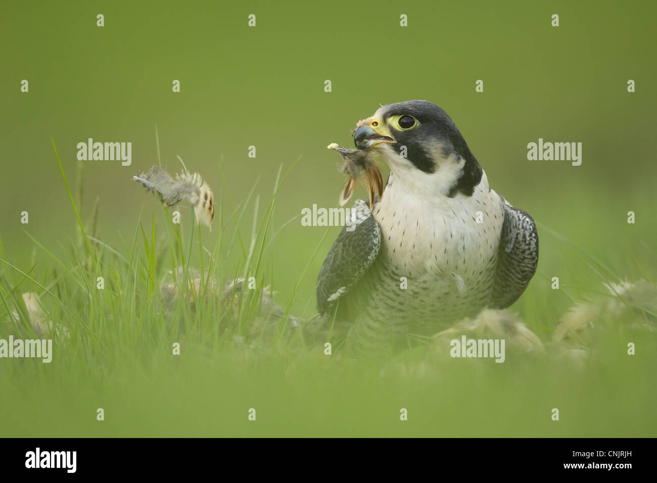 Falco pellegrino (Falco peregrinus) maschio adulto, spiumatura piume da uccidere sul terreno, Inghilterra, può (prigioniero) Foto Stock