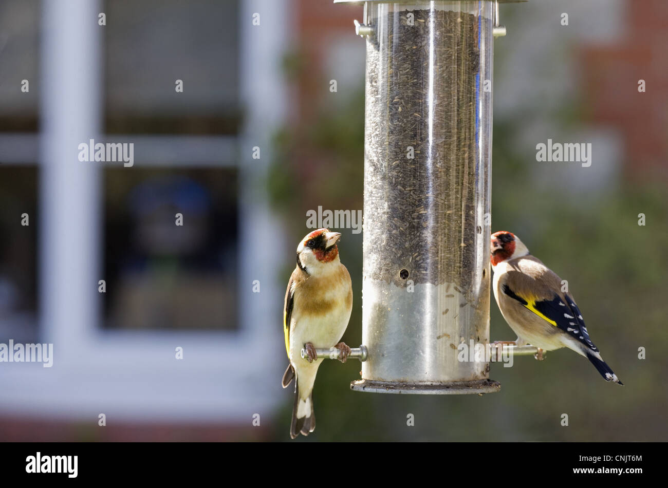Cardellino europeo (Carduelis carduelis) due adulti, alimentando ad appendere nyger alimentatore di sementi in giardino, Inghilterra, marzo Foto Stock