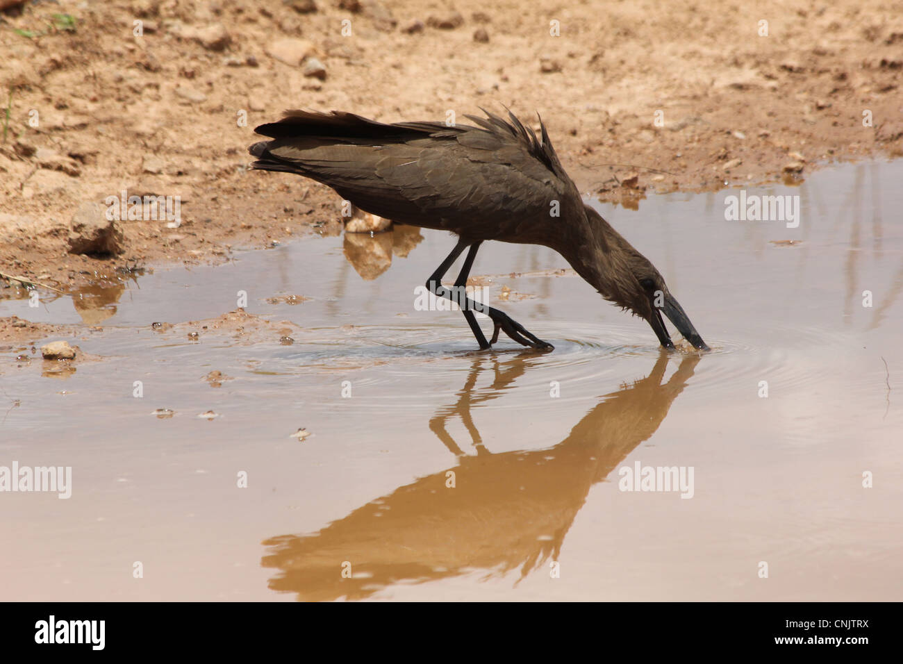 Hamerkop, Scopus umbretta, Tanzania Foto Stock