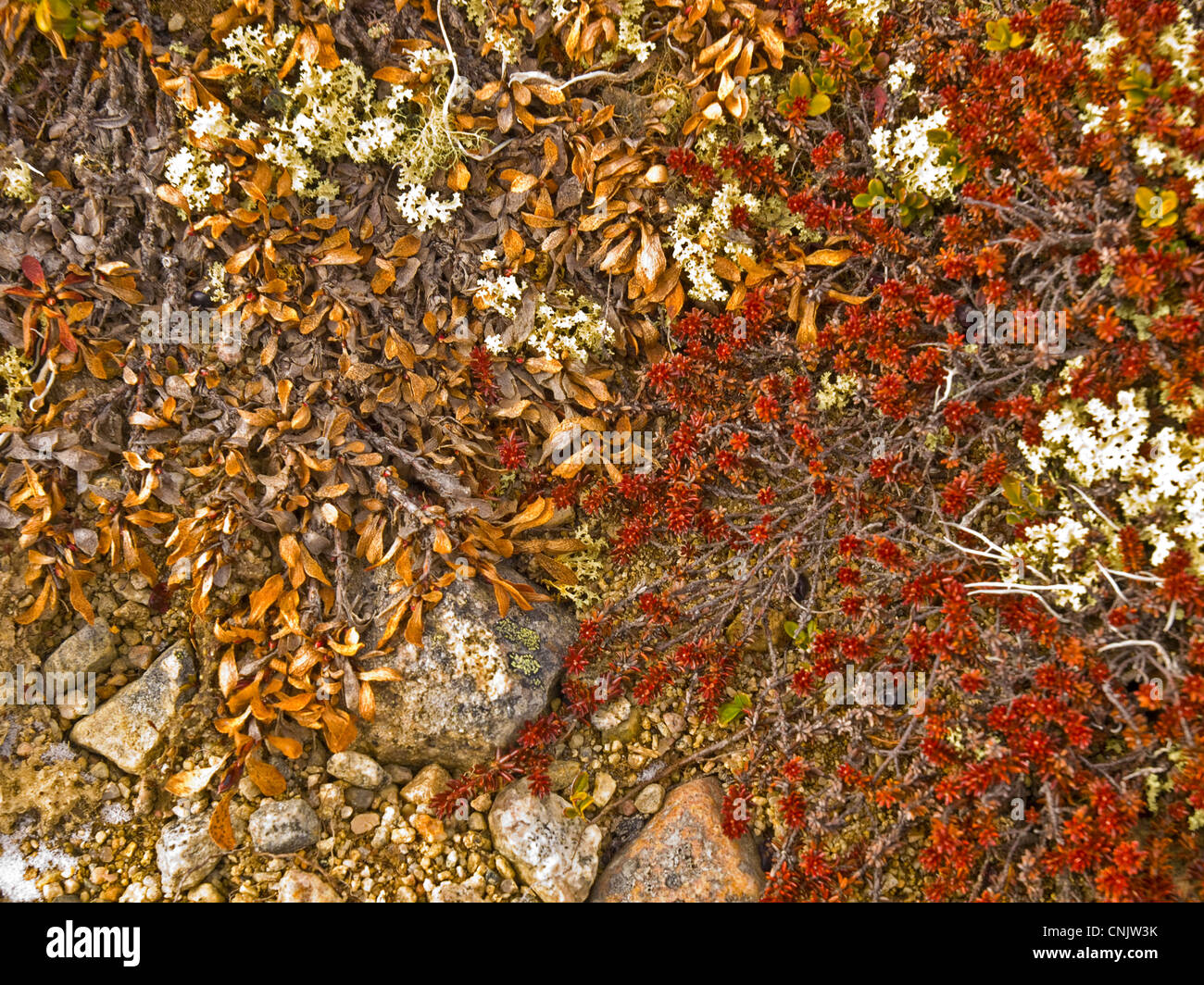 Impianti di hardy , licheni e muschi,nella tundra del Hardanger plateau in Norvegia Foto Stock