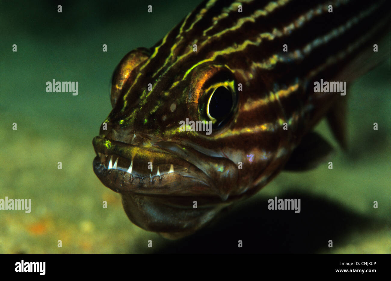 Immagine ravvicinata di una tigre Cardinafish, Cheilodipterus macrodon con la bocca aperta. Foto Stock