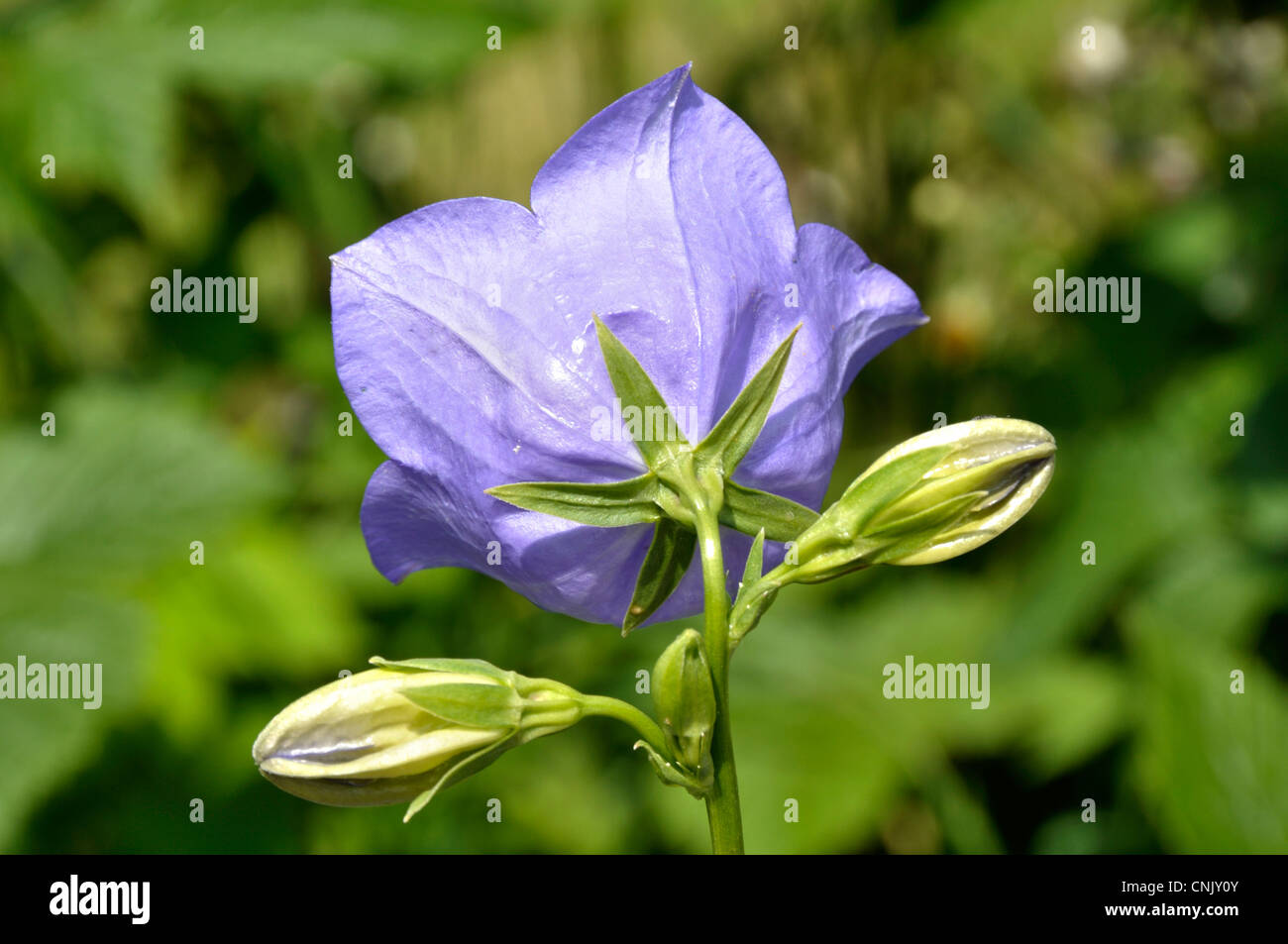 Peach-lasciarono la campanula, fiore di bluebell (Campanula persicifolia). Foto Stock