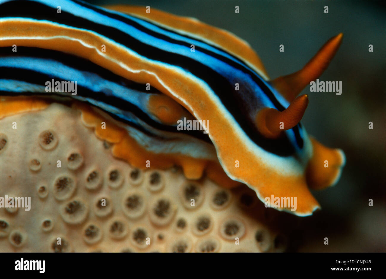 Pigiama Nudibranch, Chromodoris quadricolor, un corallo in Egitto. Foto Stock