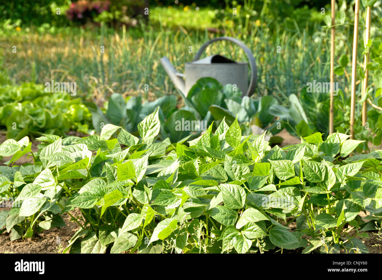 Orto, piastra del nano verde Fagioli (Phaseolus vulgaris)sul primo piano. Foto Stock