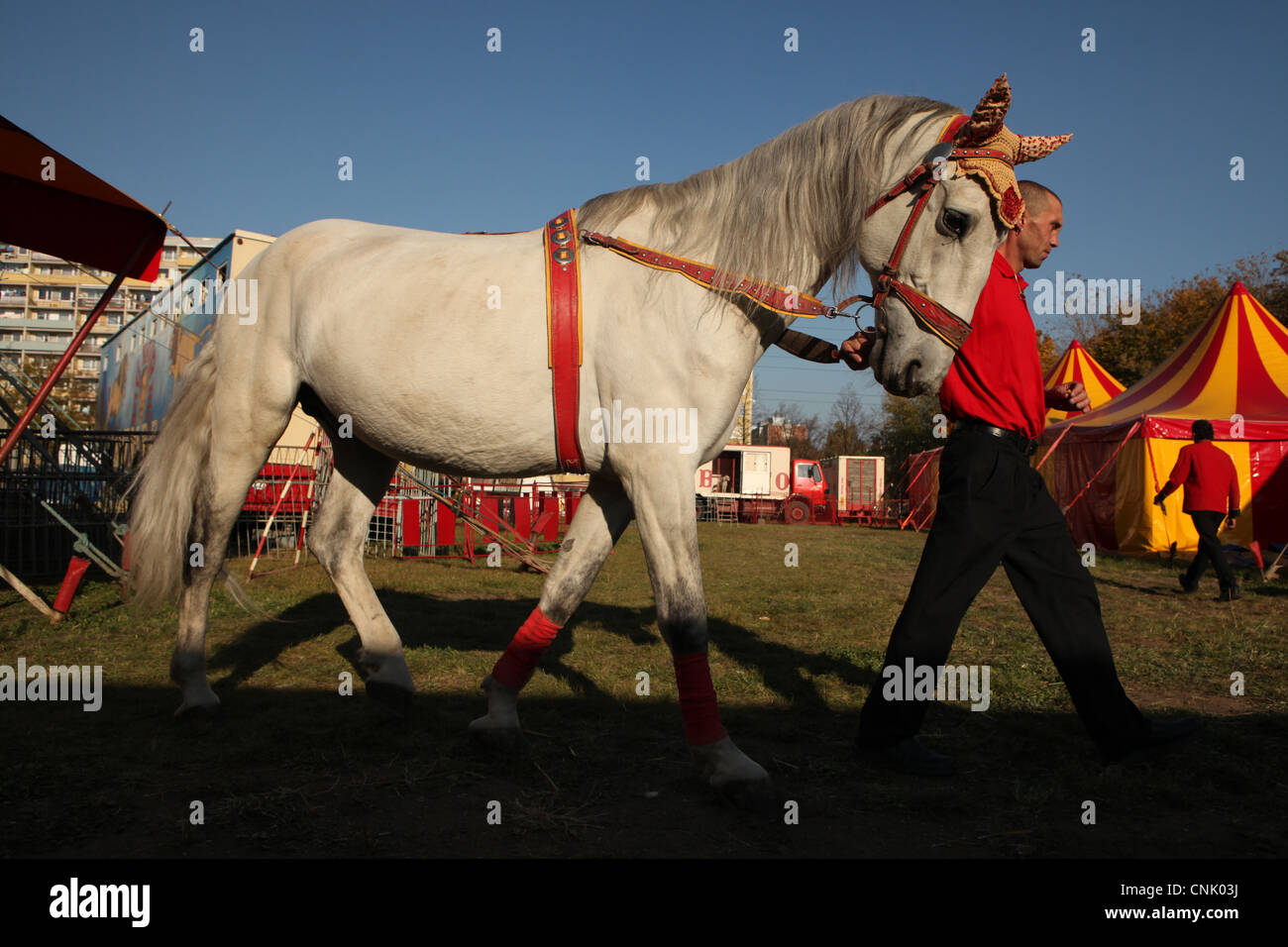 Kladruber addestrati, la più antica repubblica ceca cavallo di razza, nel backstage di Humberto Circus a Praga, Repubblica Ceca. Foto Stock