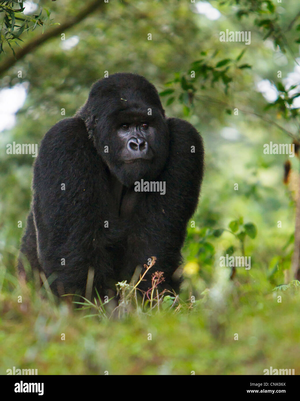 Africa, Ruanda, Kigoma, un Gorilla di Montagna e n. 3 Silverback del gruppo Kwitonda appena al di fuori del muro di Buffalo. Foto Stock